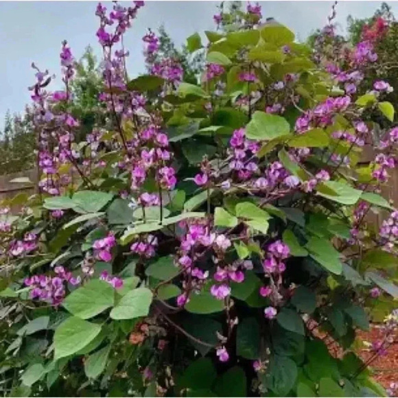 HYACINTH BEAN Vine -20 seeds - Picture 3 of 6